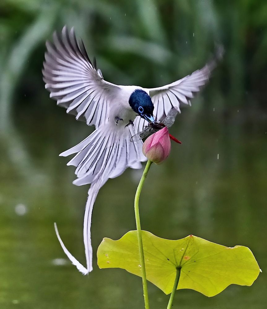 Asian Paradise Flycatcher