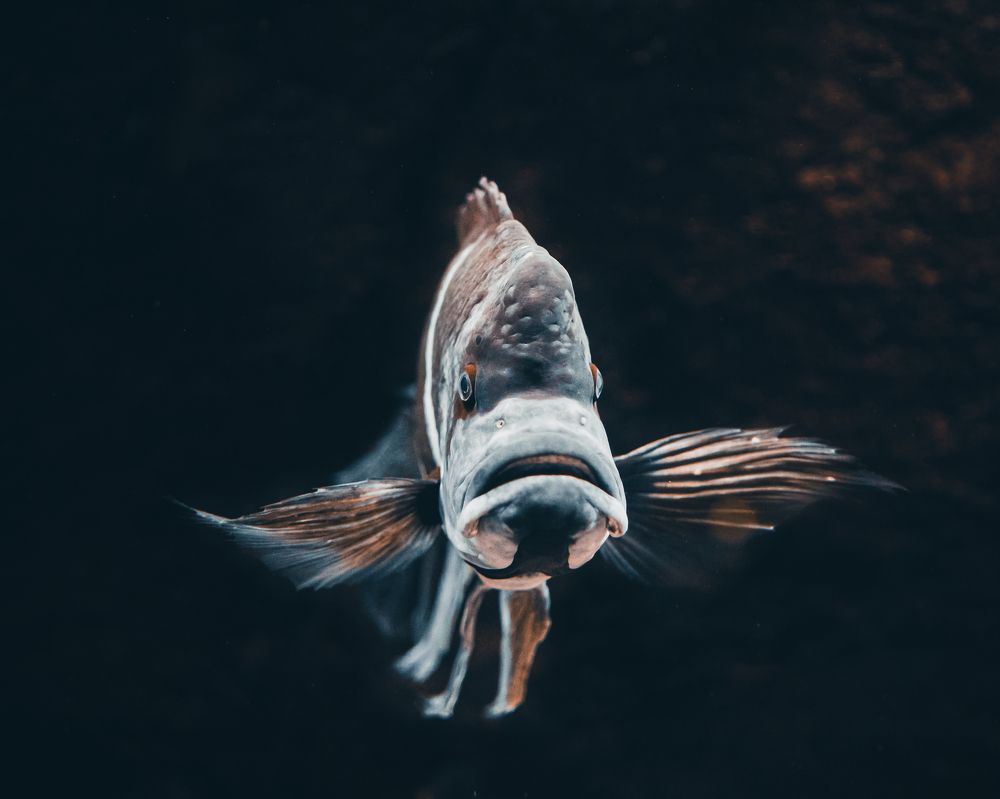 Фотография автора Ankit Gupta