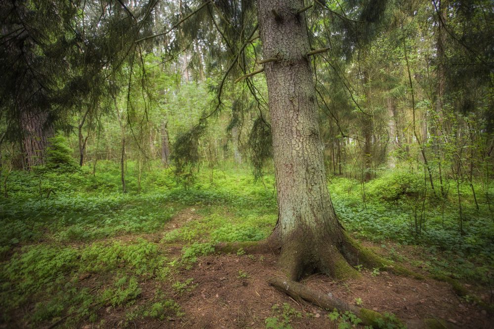 Photograph by Сергей Старостин