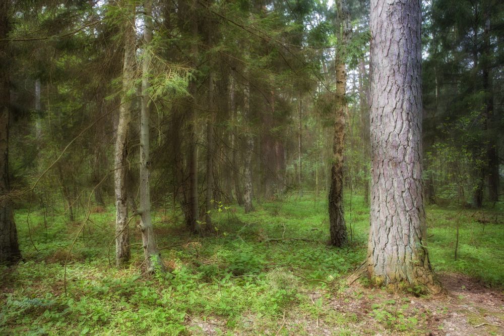 Photograph by Сергей Старостин