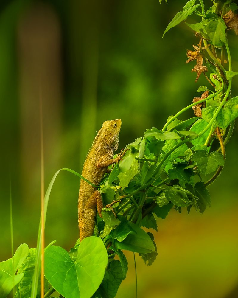 Photograph by Sarbani Chakraborty