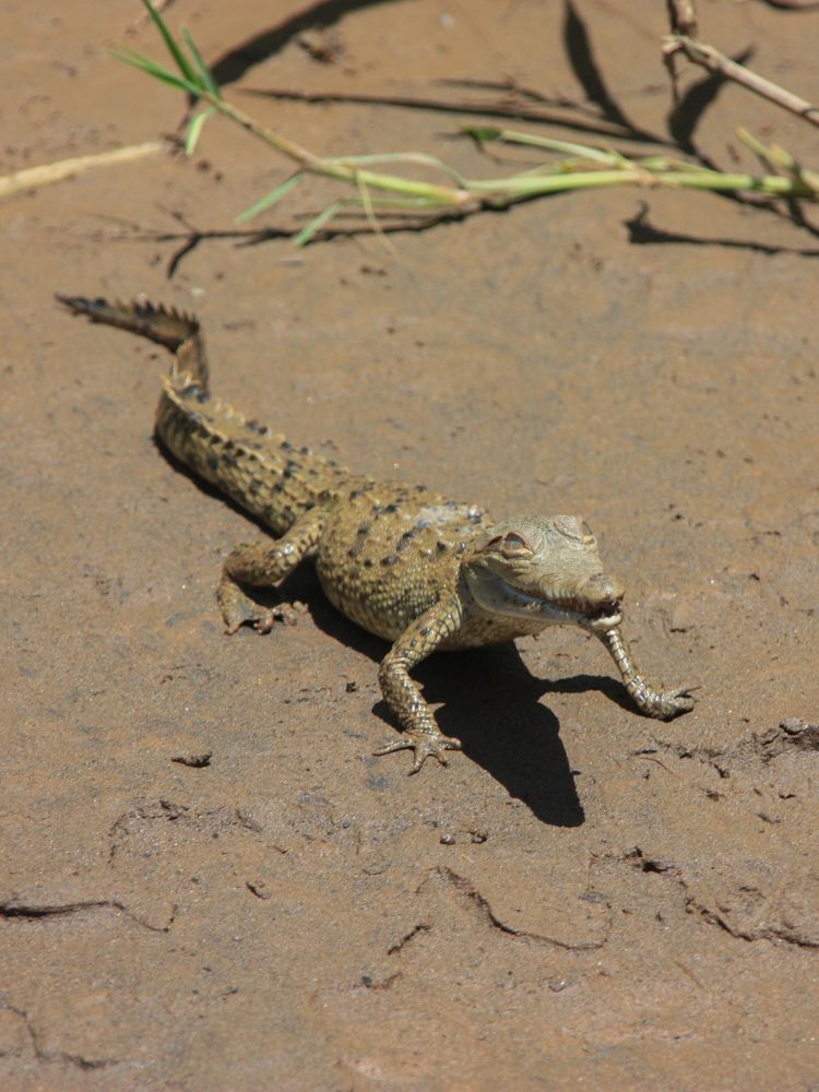 Фотография автора Марина Алексеевская