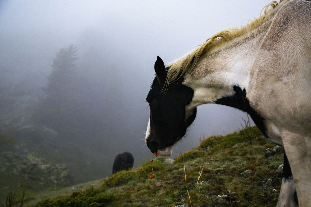 Photograph by Евгения Занадворова