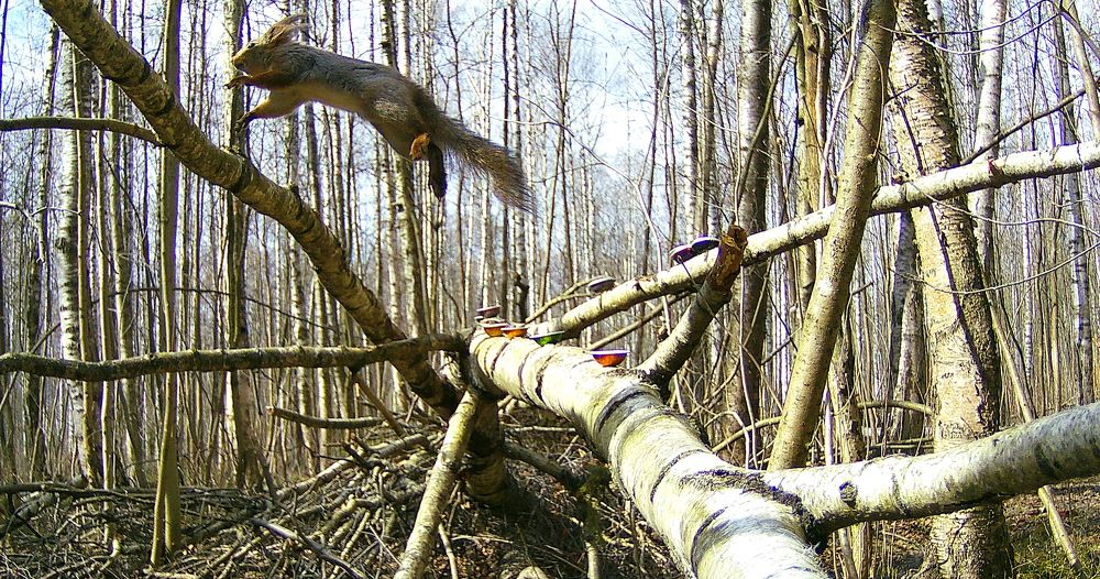 Рекордный прыжок...!