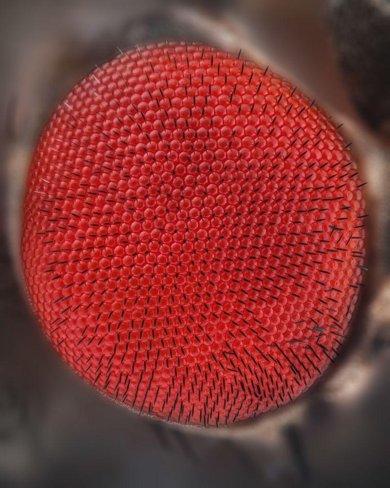 Photograph by Rastislav Borovsky