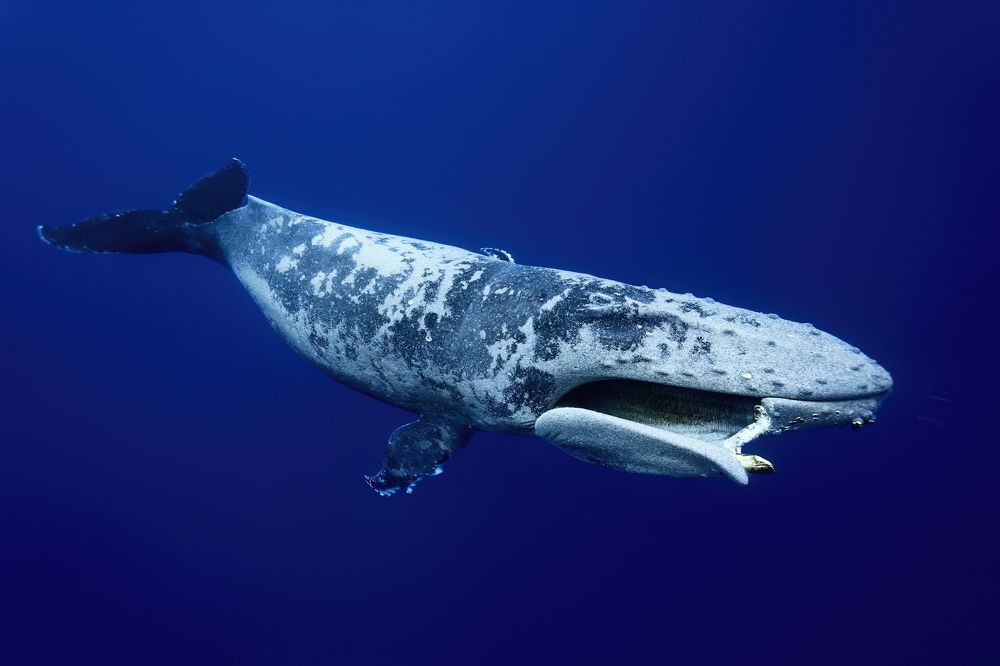 The Desolation of the Injured Whale