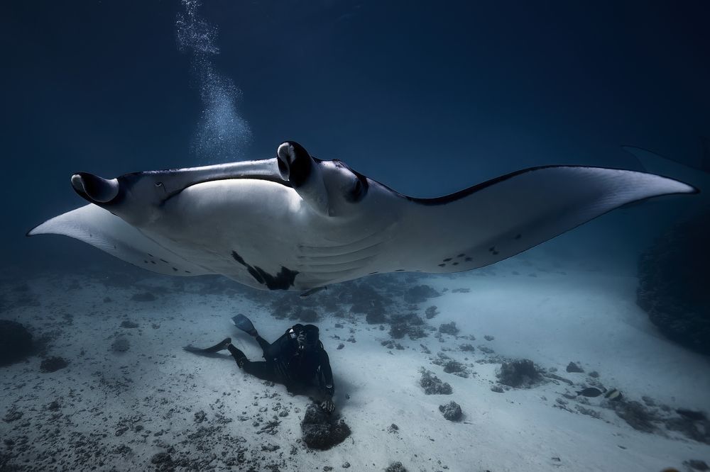 Capturing the Elegance