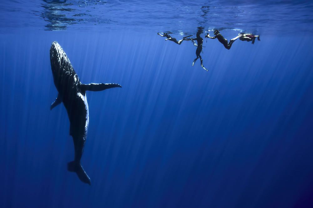 When a majestic whale