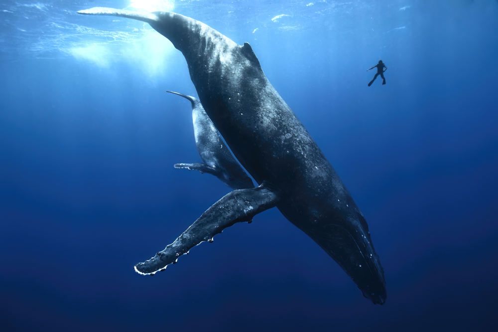Whale's Embrace: