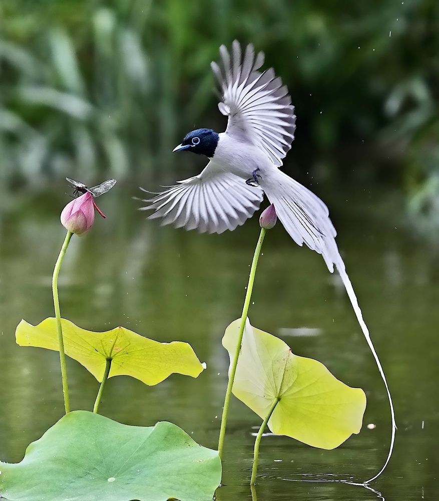 Photograph by Kan Chung Wong