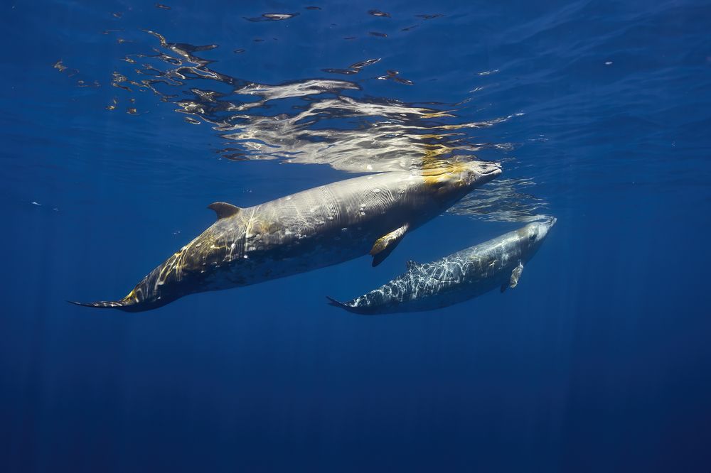 Photograph by Joaquin Fregoni