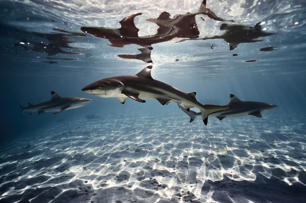 Sharks in Paradise