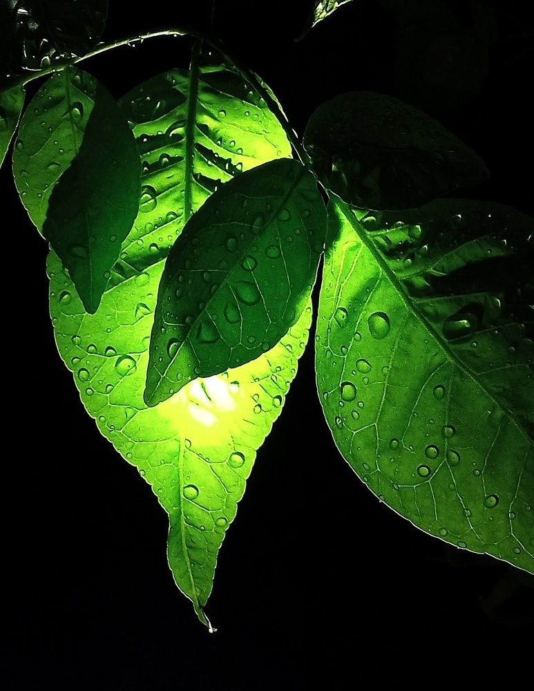Photo #9152878
