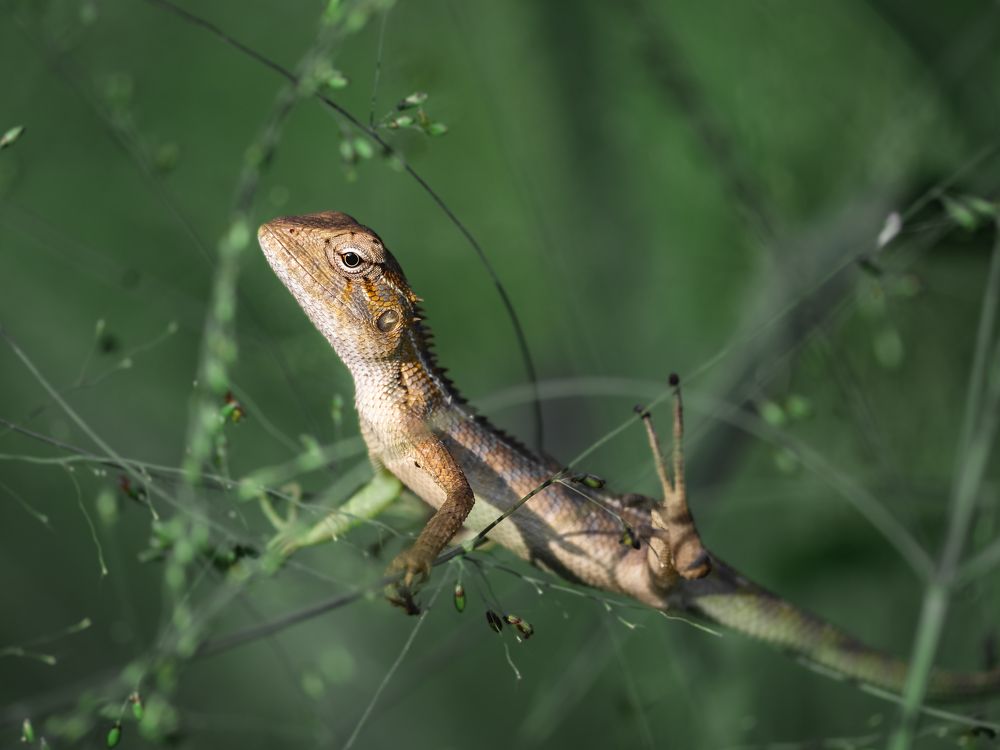 Photograph by GOVIND VISWANATH