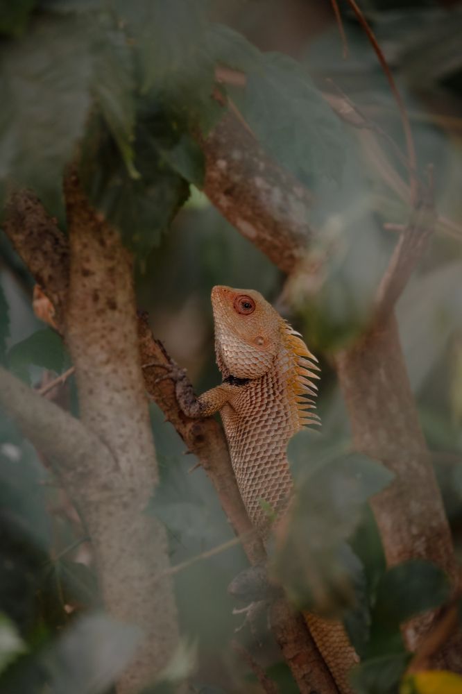 Photograph by GOVIND VISWANATH