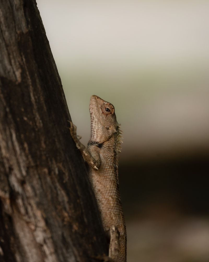Photograph by GOVIND VISWANATH