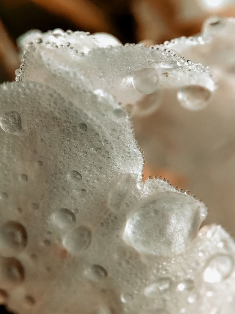 Цветок шиповника