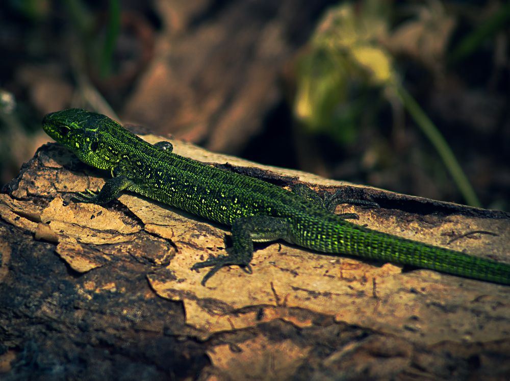 Photograph by Александр Жариков