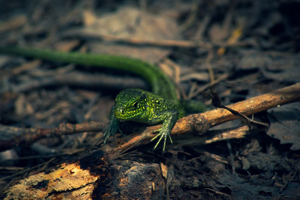 Photograph by Александр Жариков