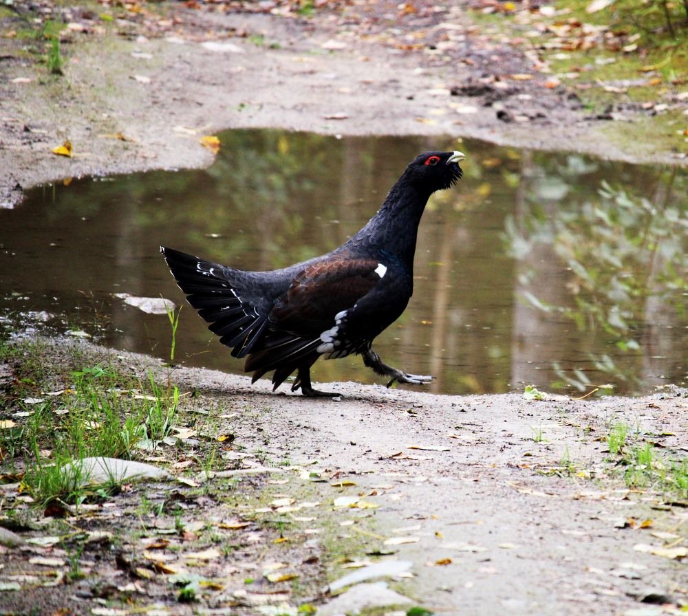 Photograph by Скорняков