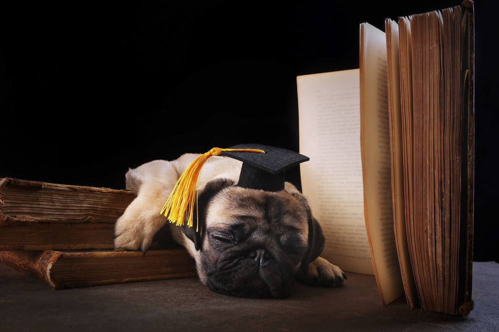 Photograph by ALLA YURYEVNA