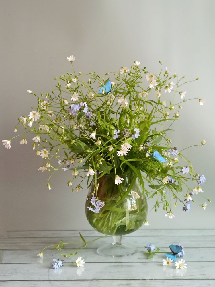 Лесные звёздочки