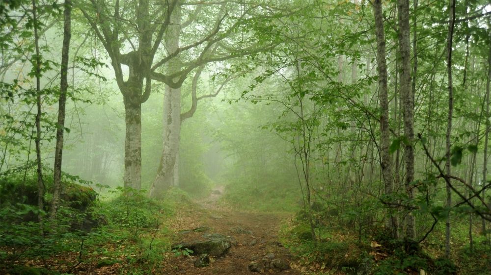 Зеленый туман