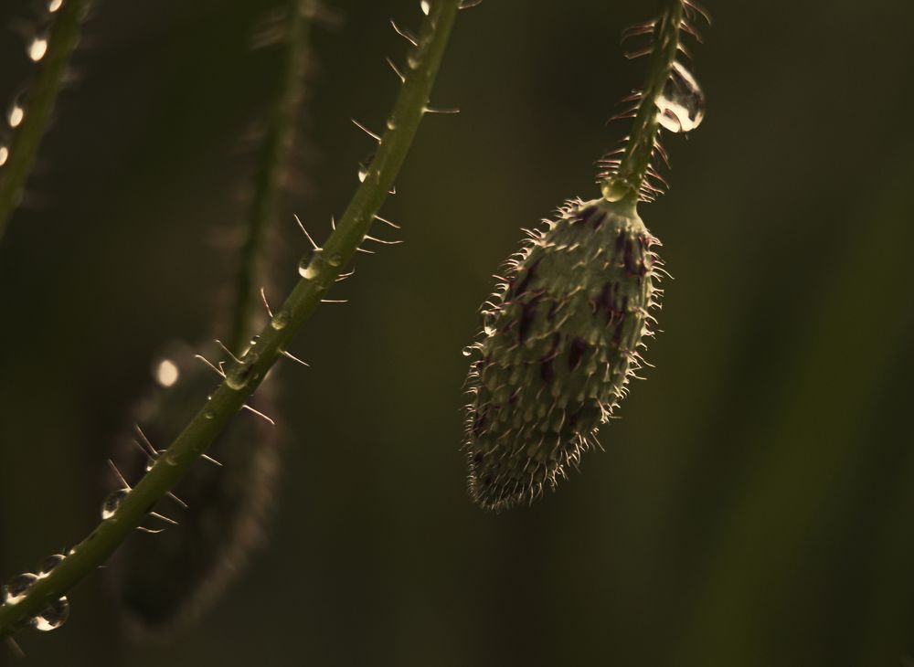 Photograph by Наталья Быстрая