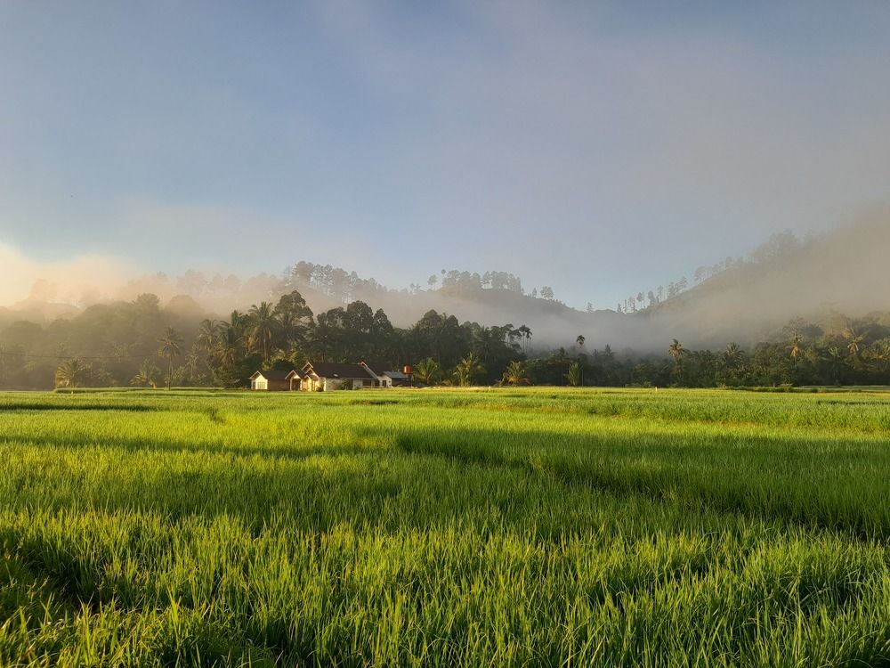 A Morning View of Home in Ricefield