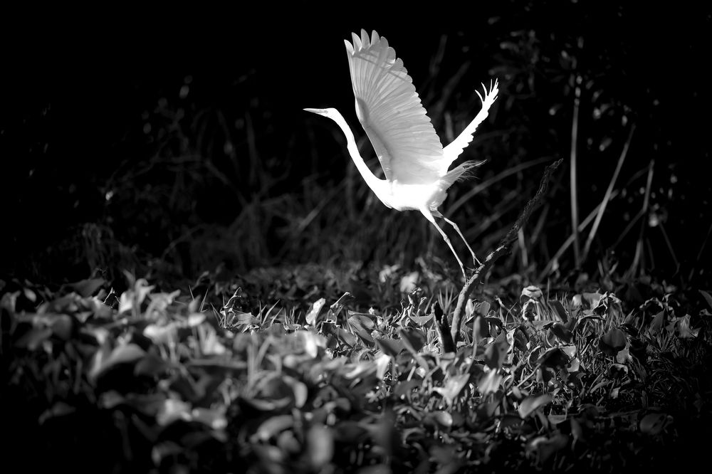 Photograph by Eduardo Jose Mendoza Arana