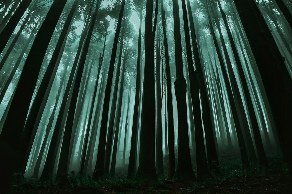 Photograph by SAIKAT PAL