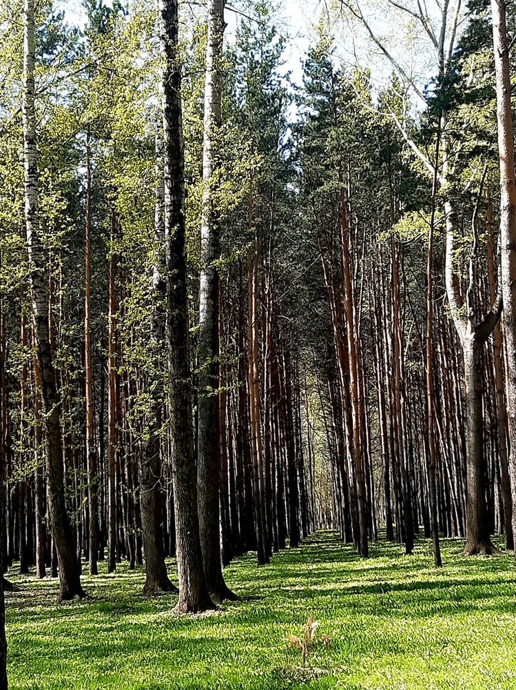 Фотография автора Наталья Шендяпина