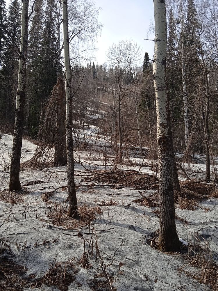 Весна пришла)