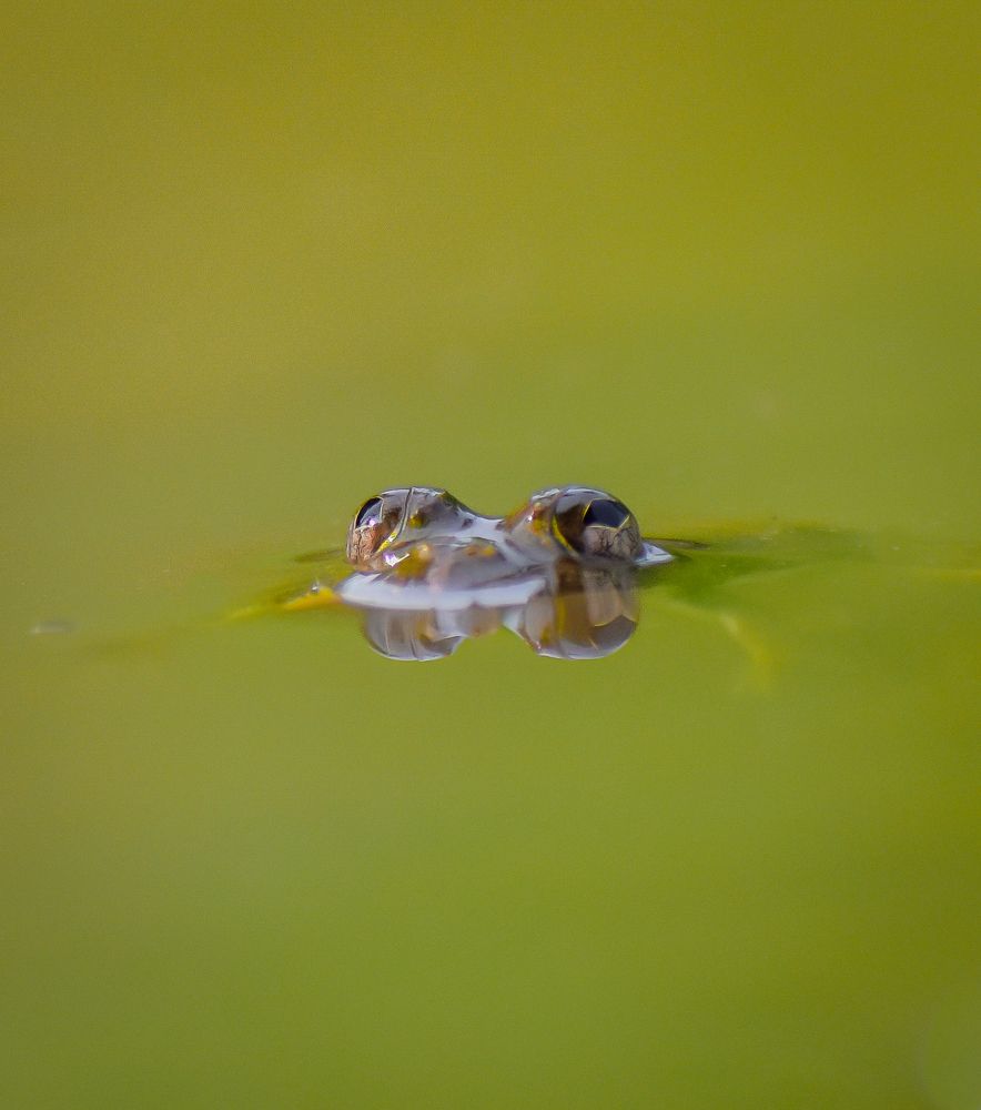 Фотография автора Nirnay Acharya