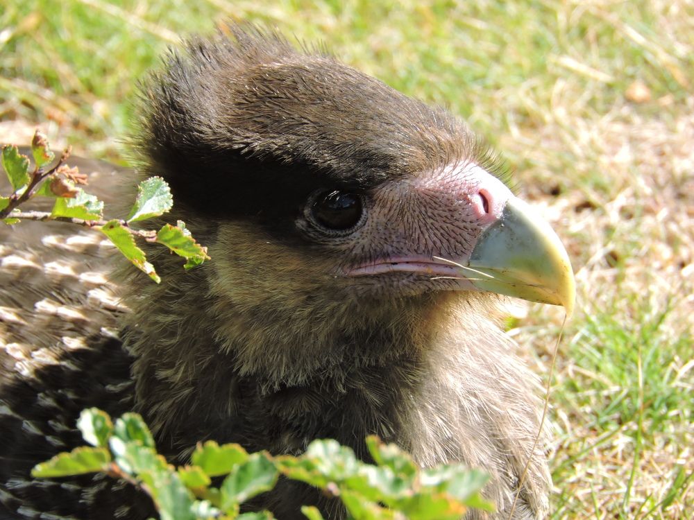 Photograph by Silvia Viviana LIndner