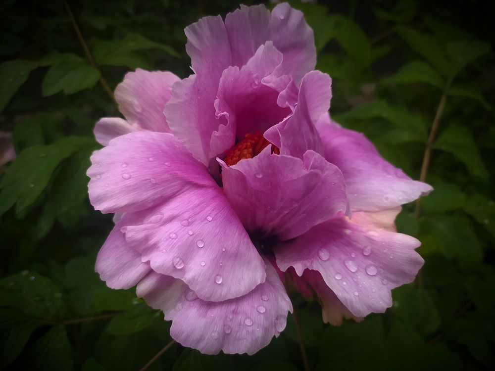 Photograph by Ирина Половцева