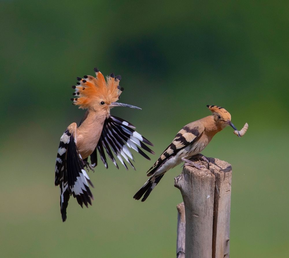 Фотография автора Hamidreza Saedi