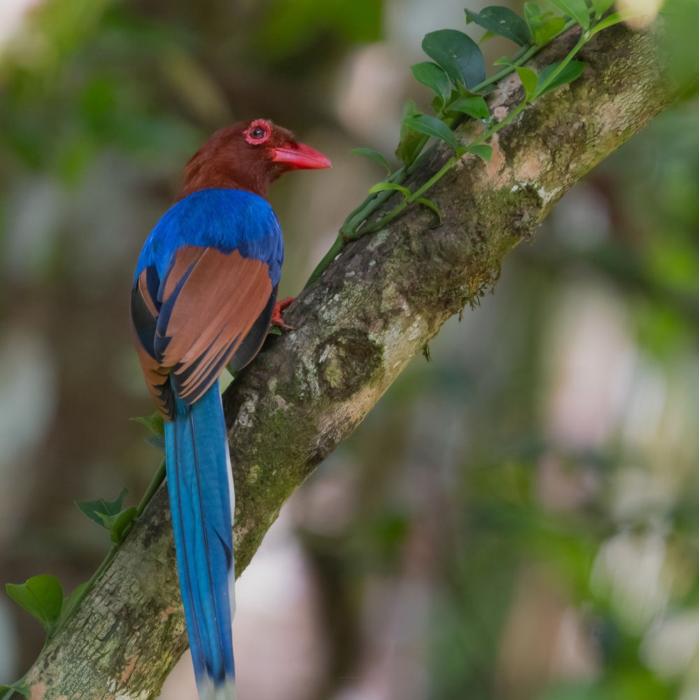 Photograph by Gavin Bartholomeusz