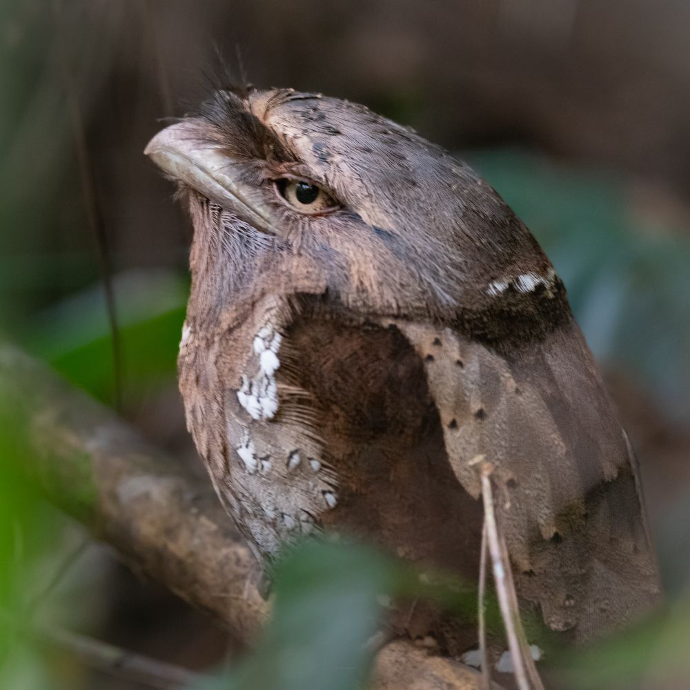 Photograph by Gavin Bartholomeusz