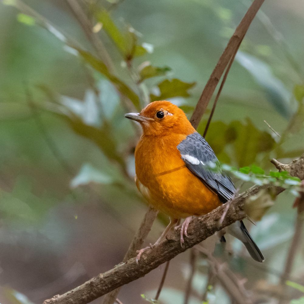 Photograph by Gavin Bartholomeusz