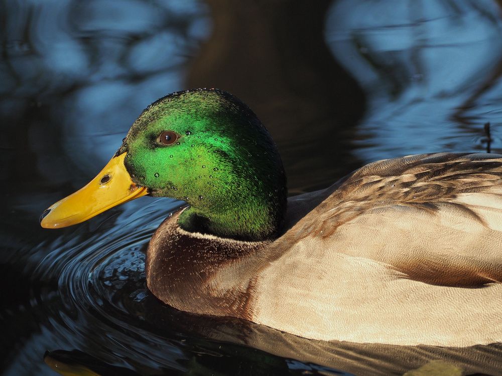 Photograph by Ирина Протченко