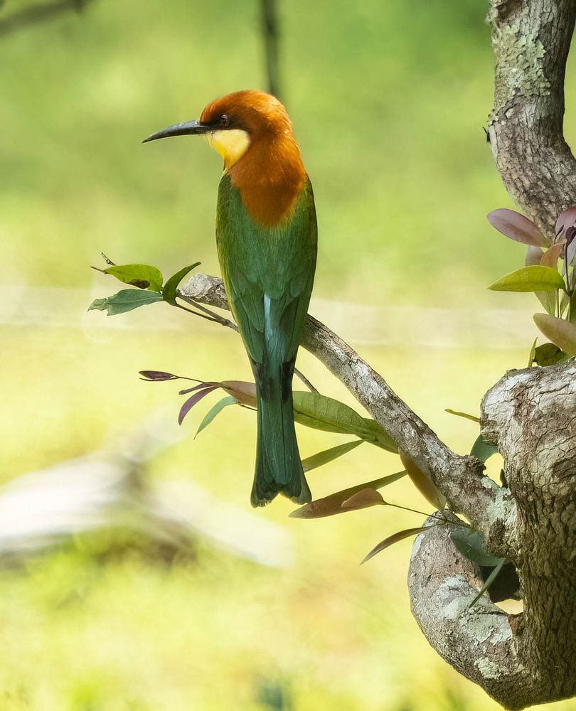 Photograph by HEMAMALI GUNASEKARA