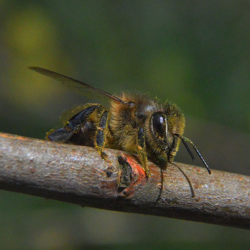 Поиски пыльцы.