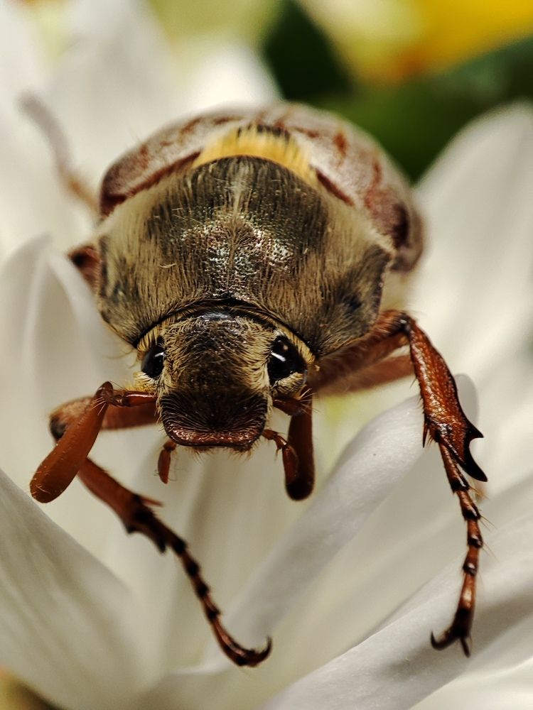 Photograph by Елена Горева