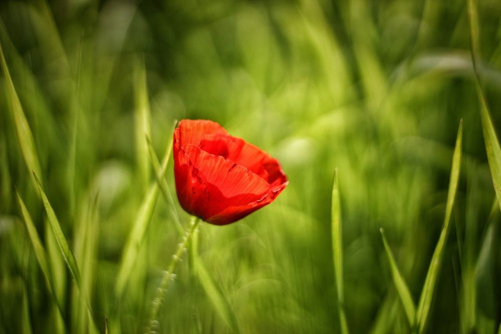 Photograph by Елена Кузнецова