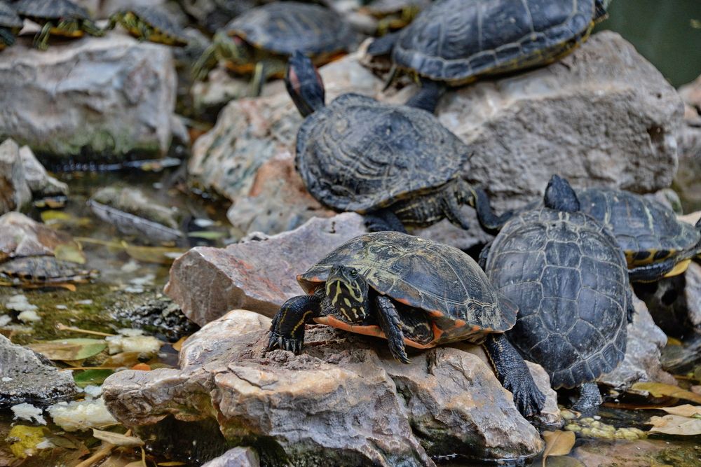 Photograph by Владимир Брагилевский