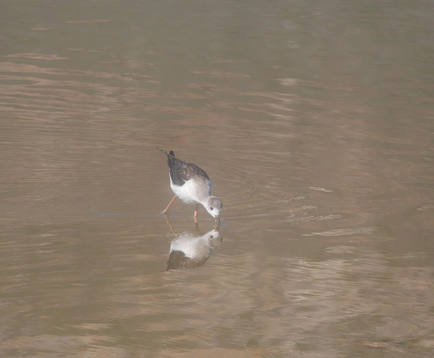 Photo #9156480