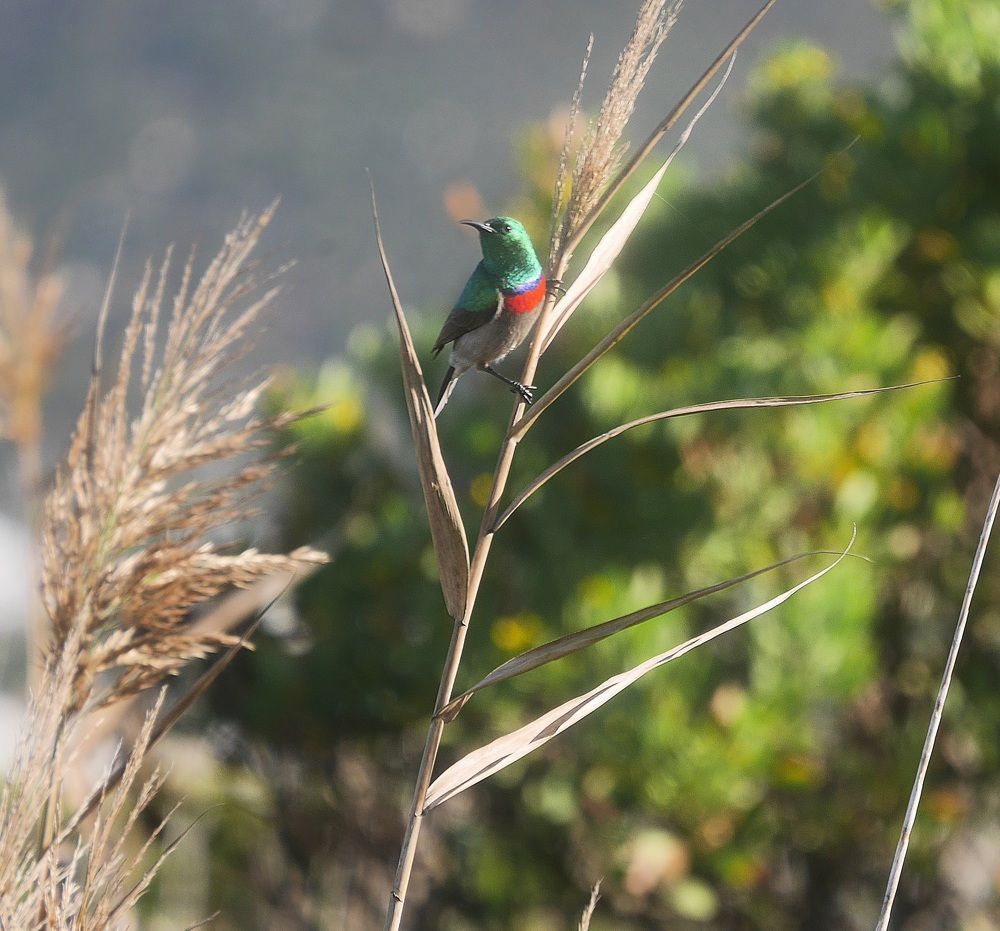 Photo #9156481