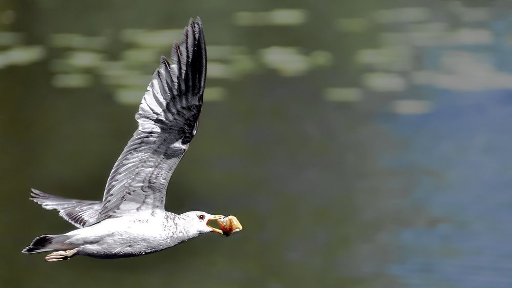 С ворованным куском