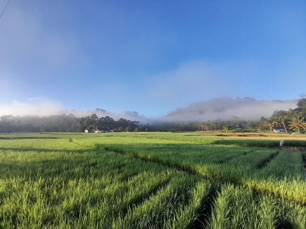 A Home in Misty Morning